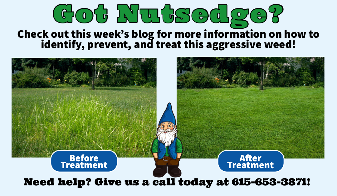 How to Identify and Control Nutsedge in your Lawn